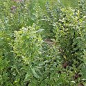Sarcococca confusa P1A